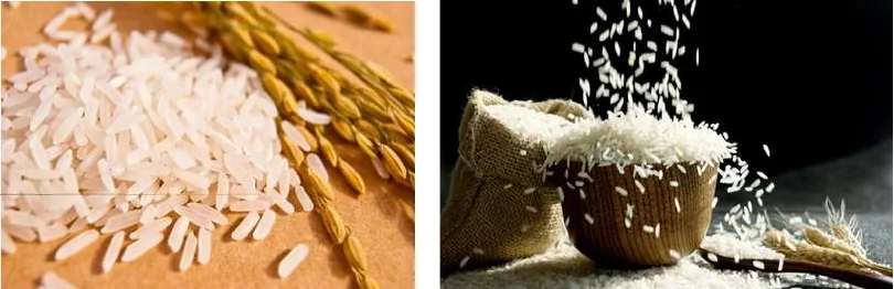 Rice grains and sacks